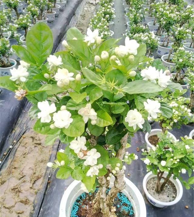 花花爱花草|茉莉有“三怕”,老手花友也易踩坑,避开猛窜芽,花开一茬接一茬