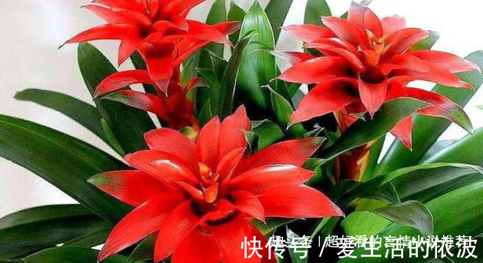 什么发财树、君子兰都不如这“3种花”,好养易活,养人又旺财!