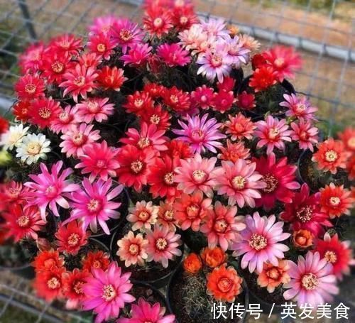 浇水|最适合懒人养的5种花，省心又好养，偶尔浇浇水就可以活