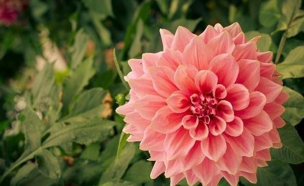 大丽花怎么养从选盆开始教你“5步走”,轻松开爆盆