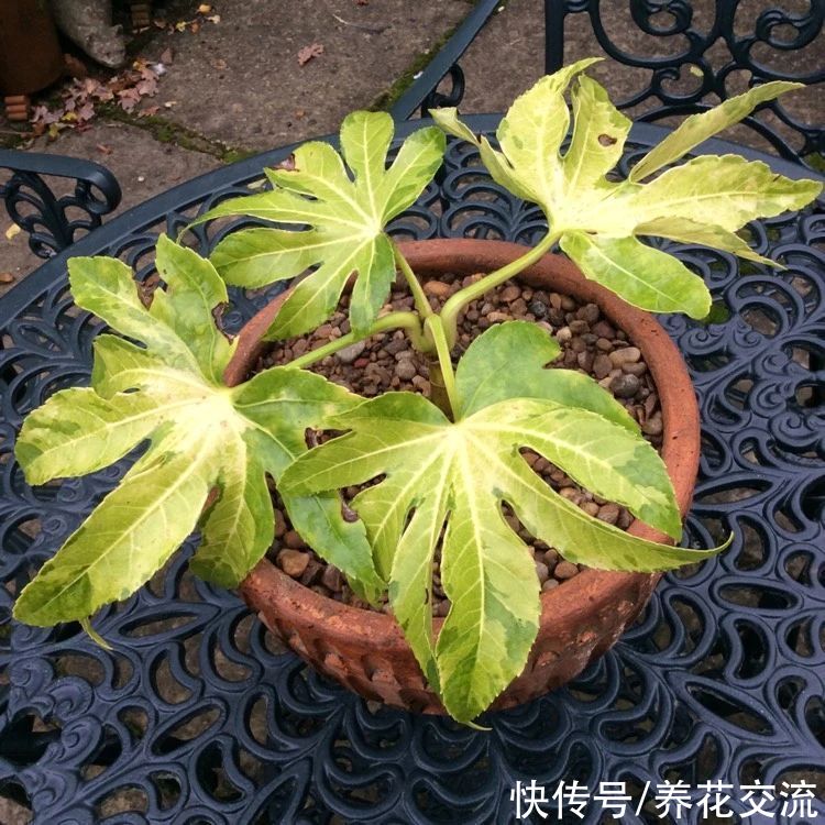 叶片|枝叶长得特别壮观的八角金盘，品种还挺丰富，适合养成室内大盆栽