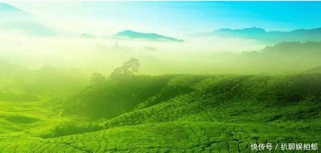 中国茶叶名扬四海,却为何在19世纪被印度茶击败?