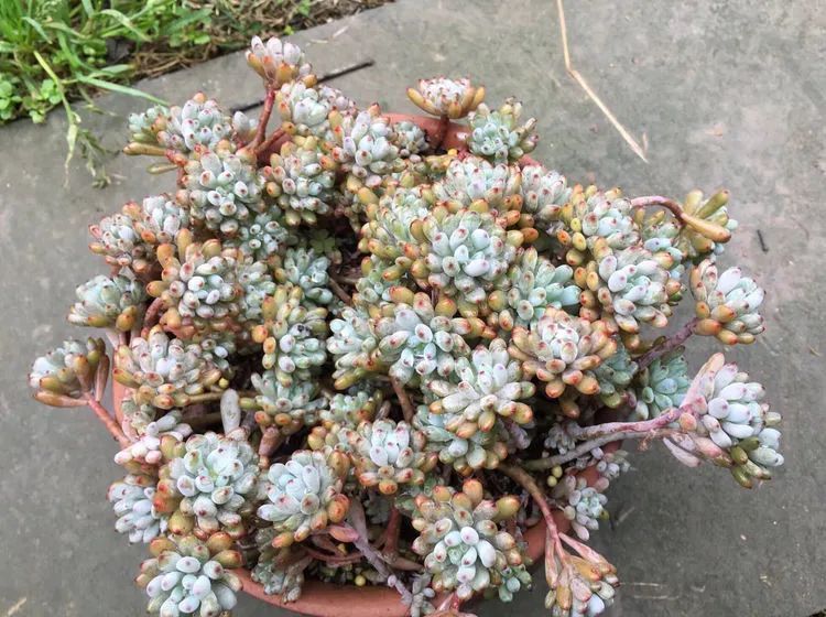 养多肉会上瘾,3年养了500多盆,既美化了环境又愉悦了心境!