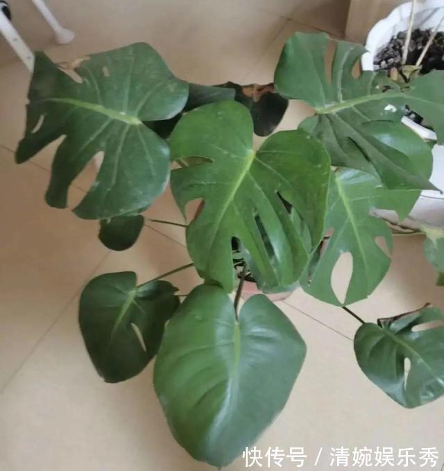 10种“垃圾”不要丢,拿来养花效果好,还能省下一笔钱