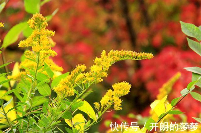 外来物种入侵济南!“加拿大一枝黄花”现身平阴河边