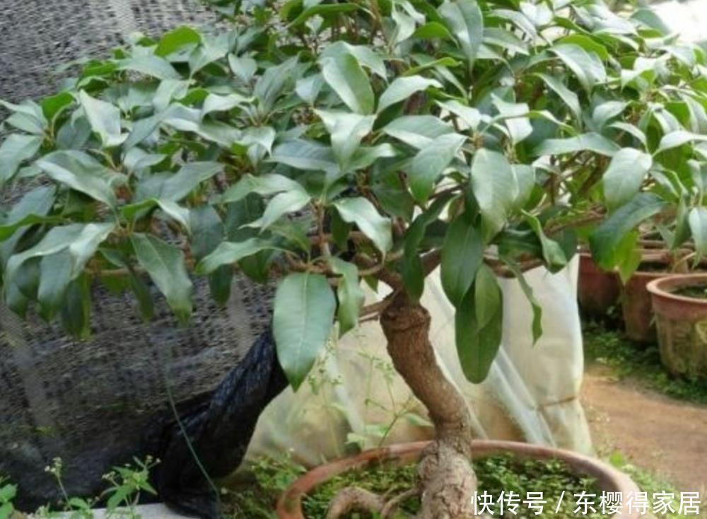 枝叶|养桂花,叶子发黄长不旺,用上“2种肥”,长得枝叶繁茂