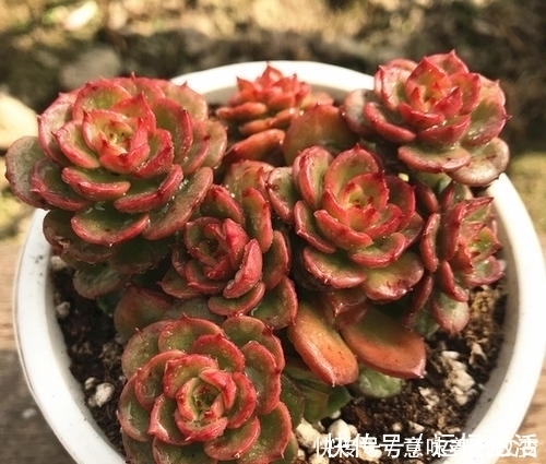 烂根|导致多肉休眠的3个原因,及时避免,不然黄叶又烂根!