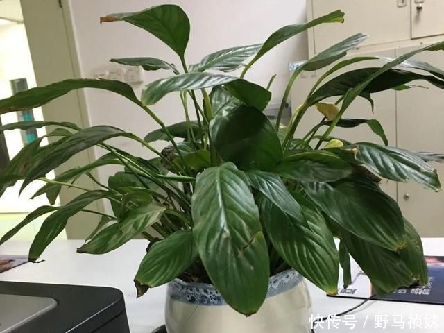 叶子|6种花一天不浇水,叶子就耷拉,缺水3天就死翘