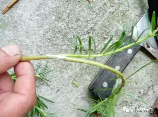 1个小窍门,普通的太阳花也能养成万元盆景老桩,邻居纷纷来学!