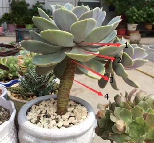 给''砍头''多肉摘老叶，调整这3方面供给，侧芽个个长成小莲花