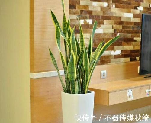 柳树皮|秋养虎皮兰就用这几招,姿态美快速爆新芽