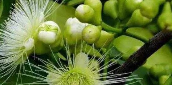 食物|想长寿,平时坚持吃4种食物,排毒抗衰,保护肠胃,越活越年轻