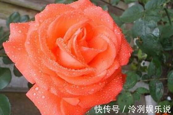 想养花选“它”花语一份神秘的爱,花姿艳丽夺彩,比菊花还美