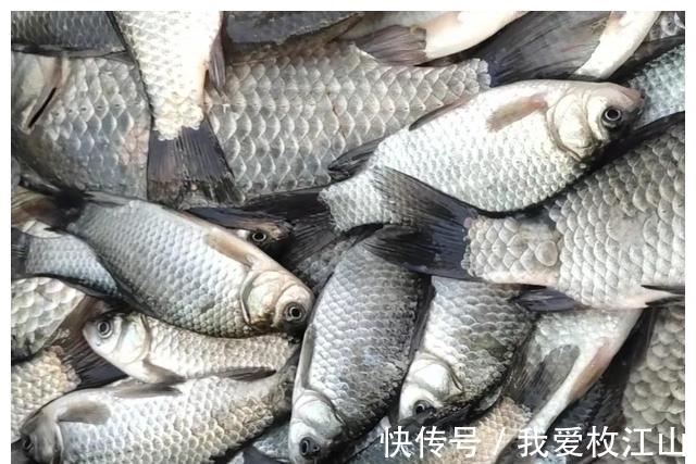 冬季你要封竿不钓鱼了?最好钓鲫鱼的季节其实就是寒冬