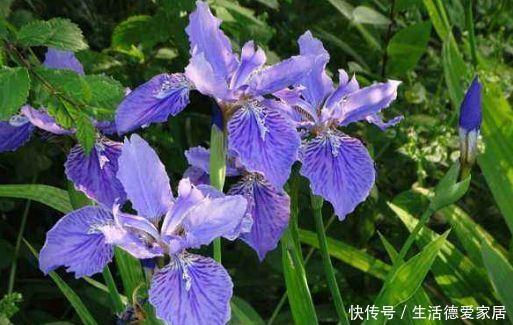 院子里养四款花,开花春意盎然,仙气十足,超美的