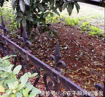 腐叶土|3种“废物”捡回家,扔花盆里,土肥的流油,养花猛长不含糊