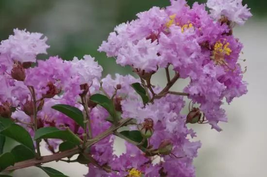 花名大全及花语