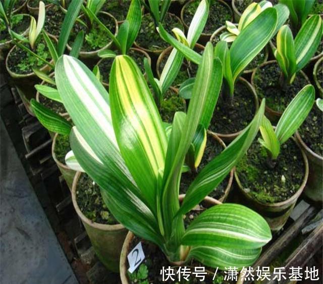 张大爷养的君子兰，一年能开2次花，把他的方法毫无保留地分享