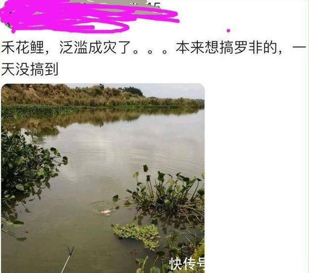 海南出现成群禾花鲤,有人2小时钓半桶,大的有1斤多!