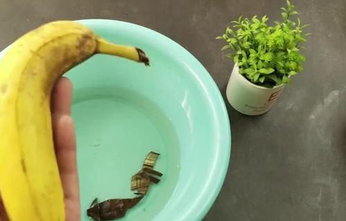 老花匠：用这3样泡水浇花，养根很管用！