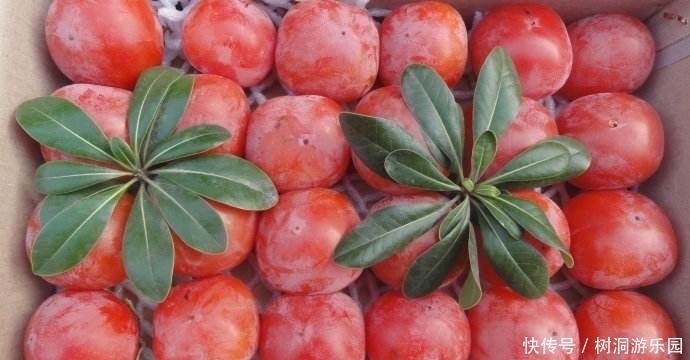 活血|女人最好的零食,不想老太快秋后多吃,补血活血,保持健康好气色