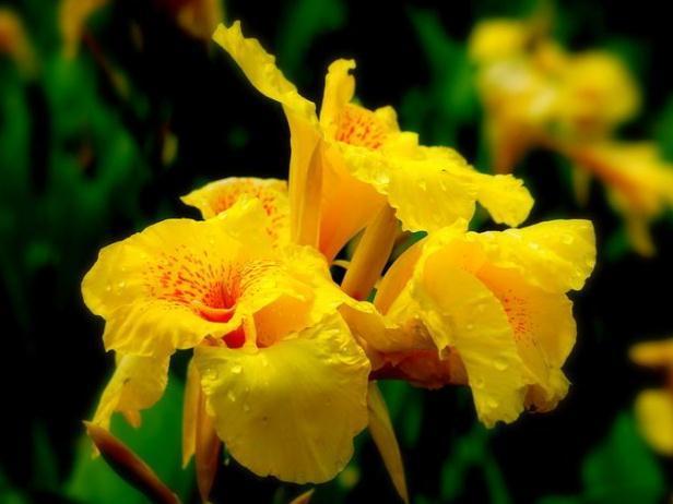 养盆“美人蕉”，动点“小心思”，花大、花量多，年年赏花停不了