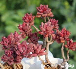 多肉达人给你推荐几款多肉,便宜好养容易出状态,适合新手!