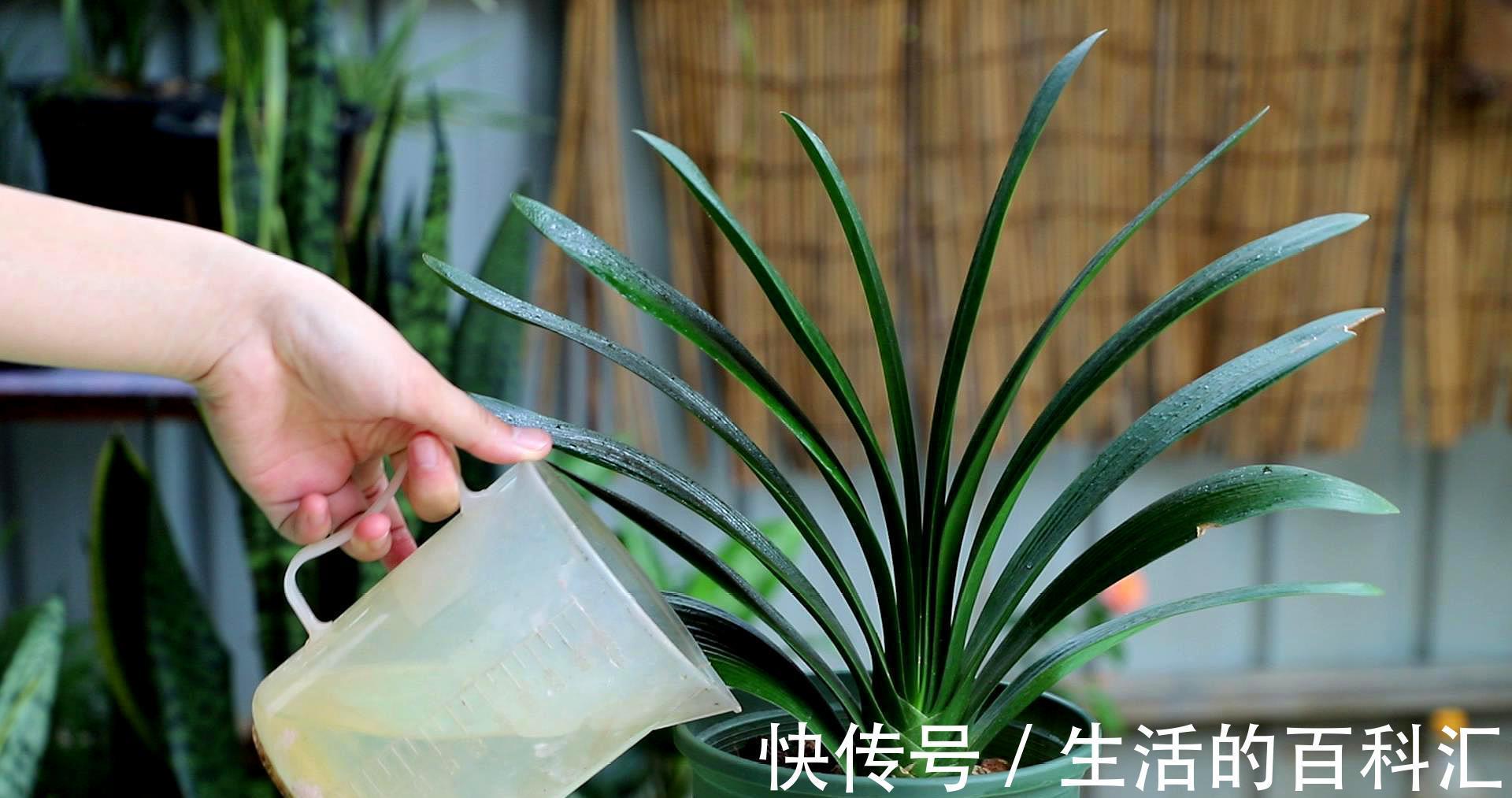 君子兰|秋天养君子兰，做好3件事，叶片厚又亮，花箭窜一米