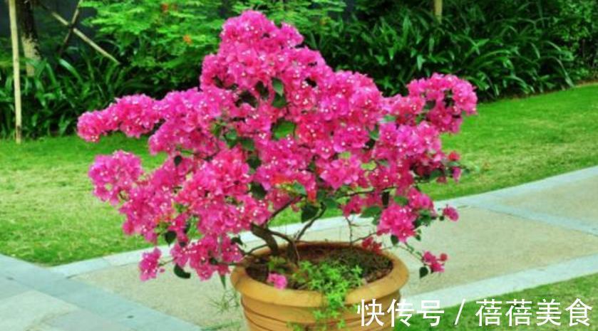 10月花花开始孕蕾，一周喂勺大补肥，30天花苞挂满枝头，美极了