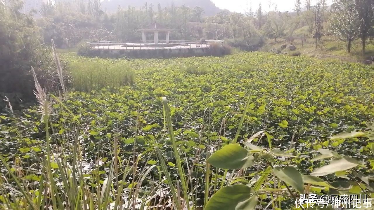 凤凰生态公园|蓬安凤凰生态公园风景美