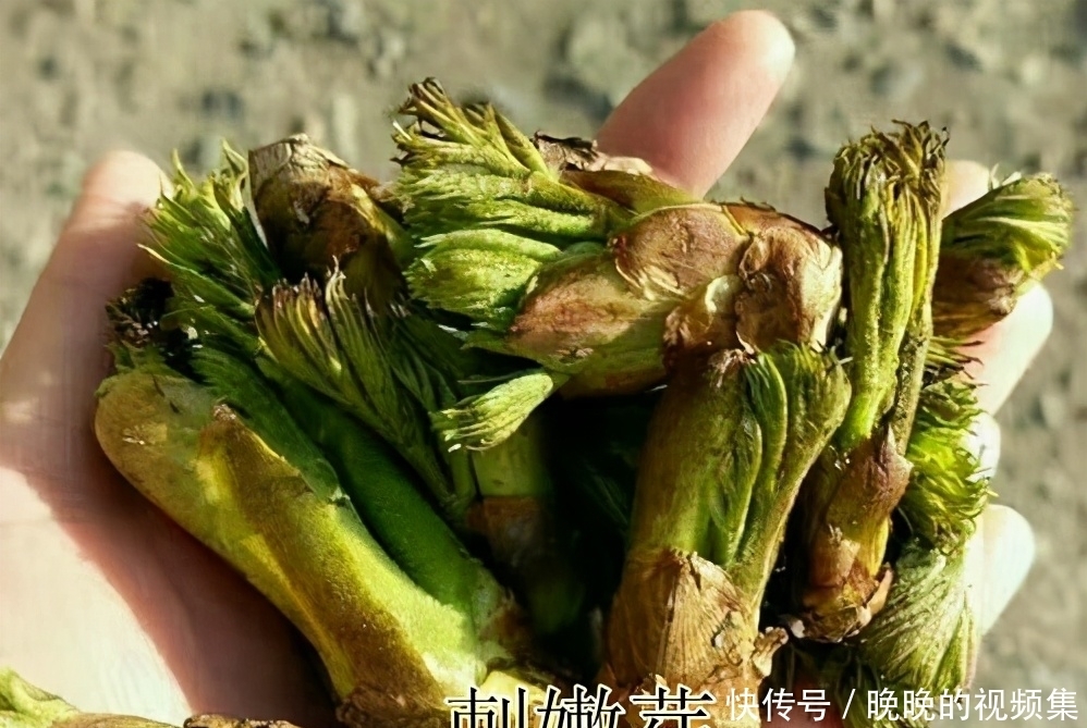 春天4对“双胞胎”野菜,很多人傻傻的分不清楚,你认识几种?