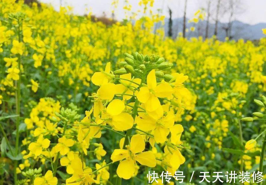 亚白|养花试试这几款，花朵非常漂亮，邻居路过都会夸一次