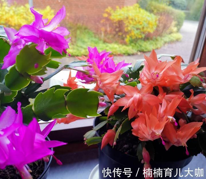 蟹爪兰叶子又红又薄的“根源”在哪？纠正这4点，才不影响开花