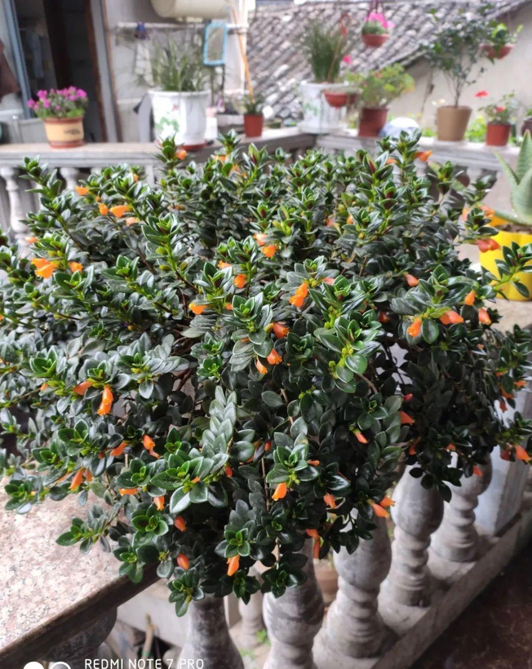 这盆吊兰养2年,年年开满小金鱼,大吉大利好喜气