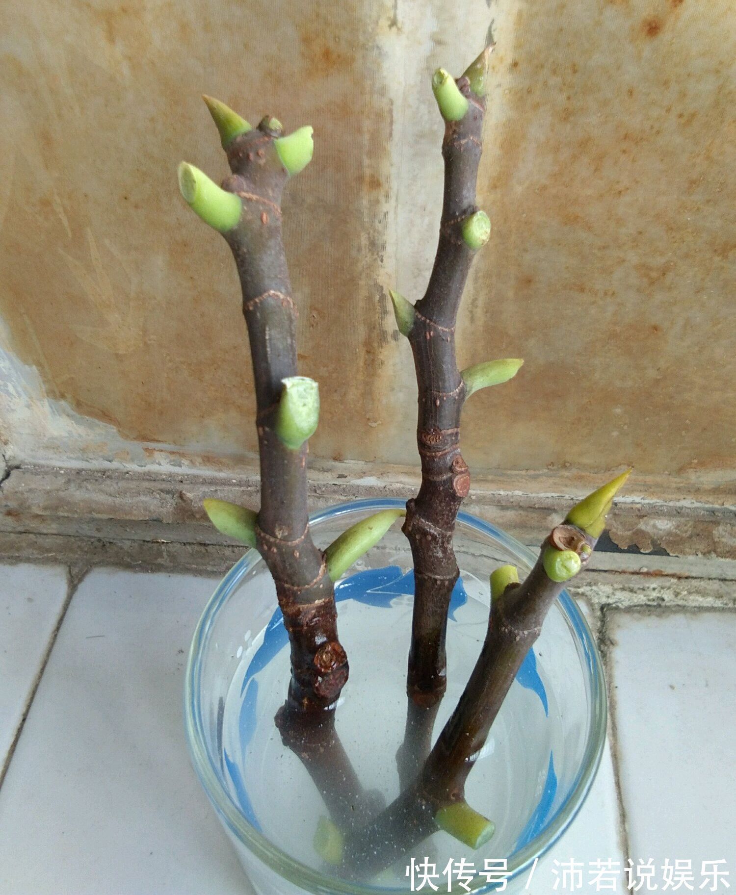 无花果水培繁殖难生根教你一招10天生根的方法,试过的都说好