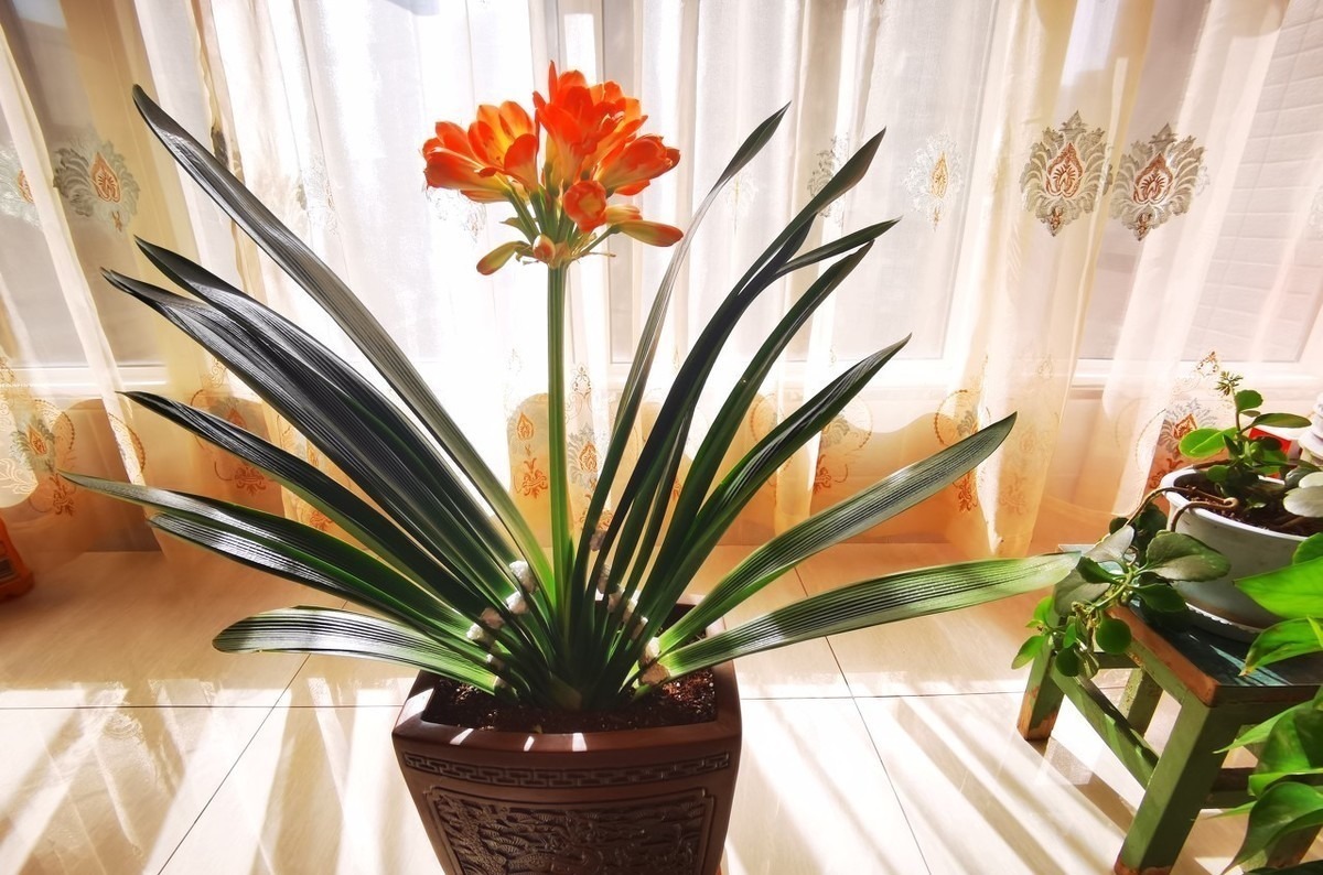 这6种花适合小盆养，用小盆，少管它，反而越长越旺，花开爆盆