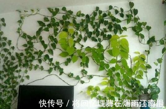 绿油油|家里油烟机的废油别再丢了，用它养绿萝，叶片长得又多又亮