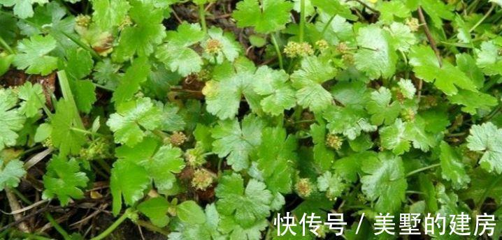 鹅不食草|名字叫“鹅不食草”的植物有哪几种，你知道吗？