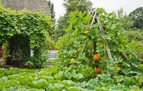 南瓜藤|这种瓜的叶子是个宝，降压、戒烟、打结石，可惜知道的人太少了