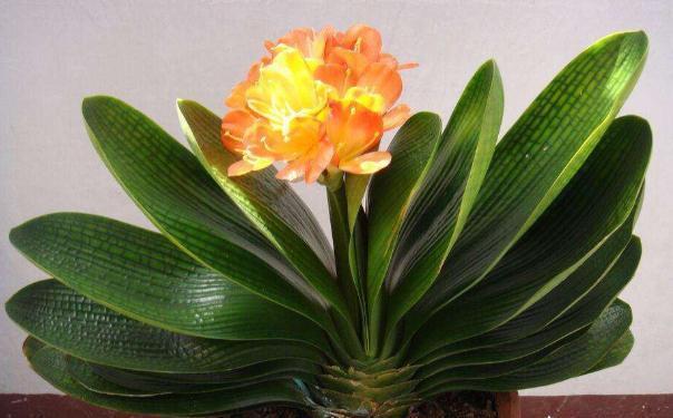 小齐|养君子兰3年不开花现在给它用点“小手段”,不出俩月出花苞