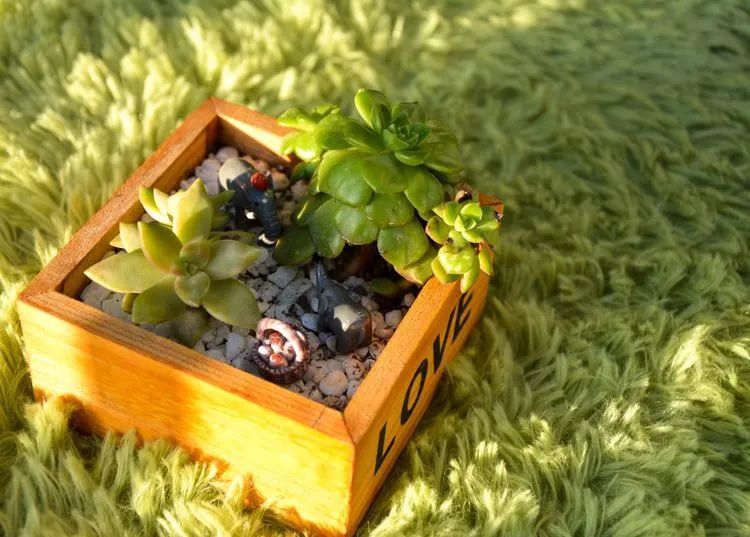 面朝大海的多肉们，在四季变迁中生生不息！