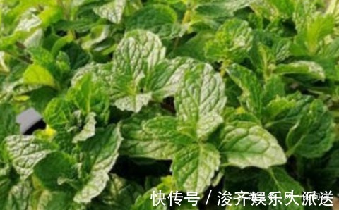 懒人花|这3种“懒人花”,好看又耐旱,越旱越开花,水多很容易死