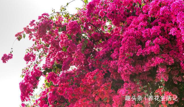 做好“2点”后，三角梅花朵似锦，四季开花不断！