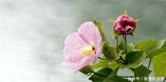 霜花|秋天的明丽:从晴雯封神来谈拒霜花开木芙蓉