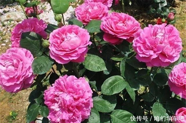 层叠群花|月季土埋“一料”，不黄叶不烂根，7天蹭蹭冒小笋，开出层叠群花！