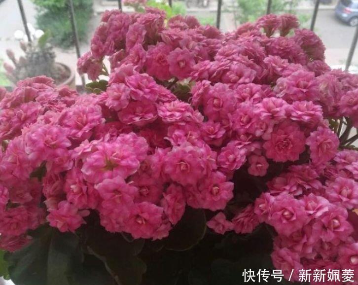 漂亮|此花超漂亮,沾土就活,花朵大花期长,比牡丹还美