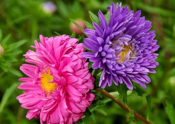 喜欢菊花就养“翠菊”吧！花开“似绒球”，好养易活，开150天