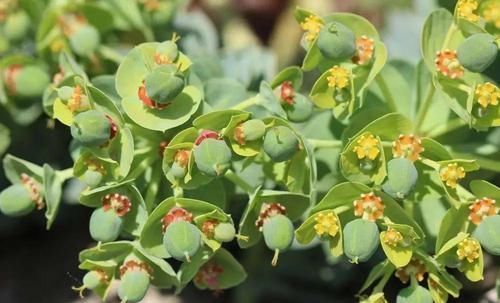 植物|极其少见的几种多年生开花植物,都是比较罕见的花卉