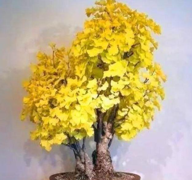 4种花好养又漂亮,花朵大花期长,养在家里颜值超高的