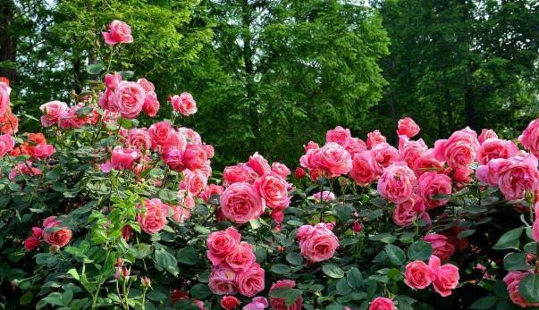 月季|天凉养三角梅、长寿花、月季，9月抓紧时间催花，10月花满树